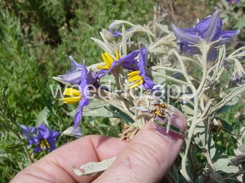 nightshade, silverleaf